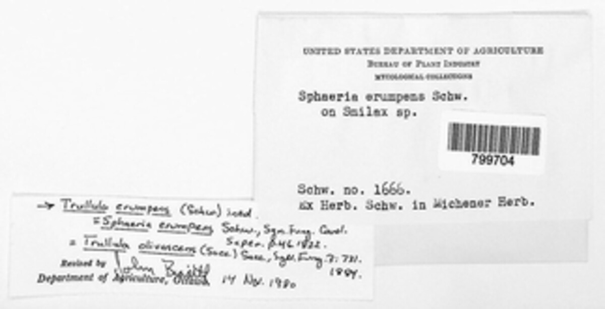 Sphaeria erumpens image